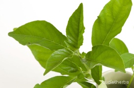 Rhinacanthus nasutus leaf5.jpg